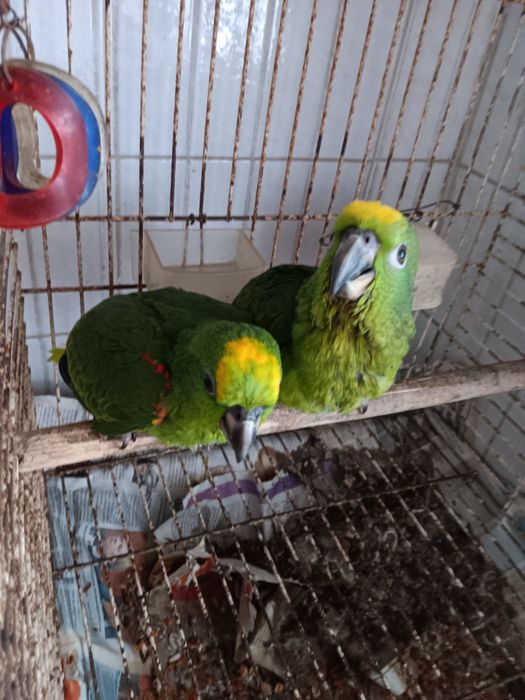 Papagaios  amazonas ochrocephalos