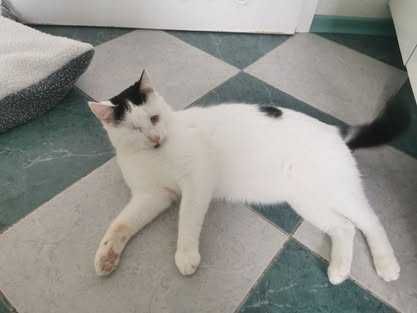 Likier ślepy energyczny młody kot do adopcji biały 2 łata schronisko