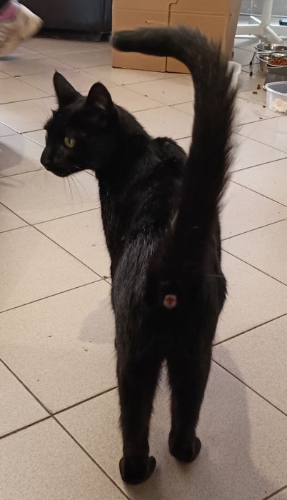 Gato preto macho para adoção
