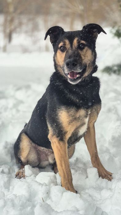 Łagodny, przyjazny piesek szuka domu / do adopcji