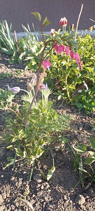 Продам квітку діцентру (розбите серце)