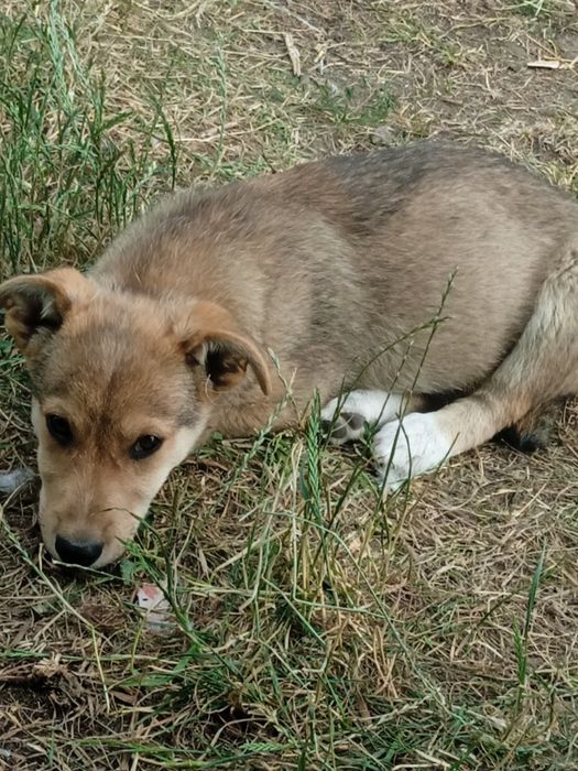 Шукаю сім'ю для хлопчика