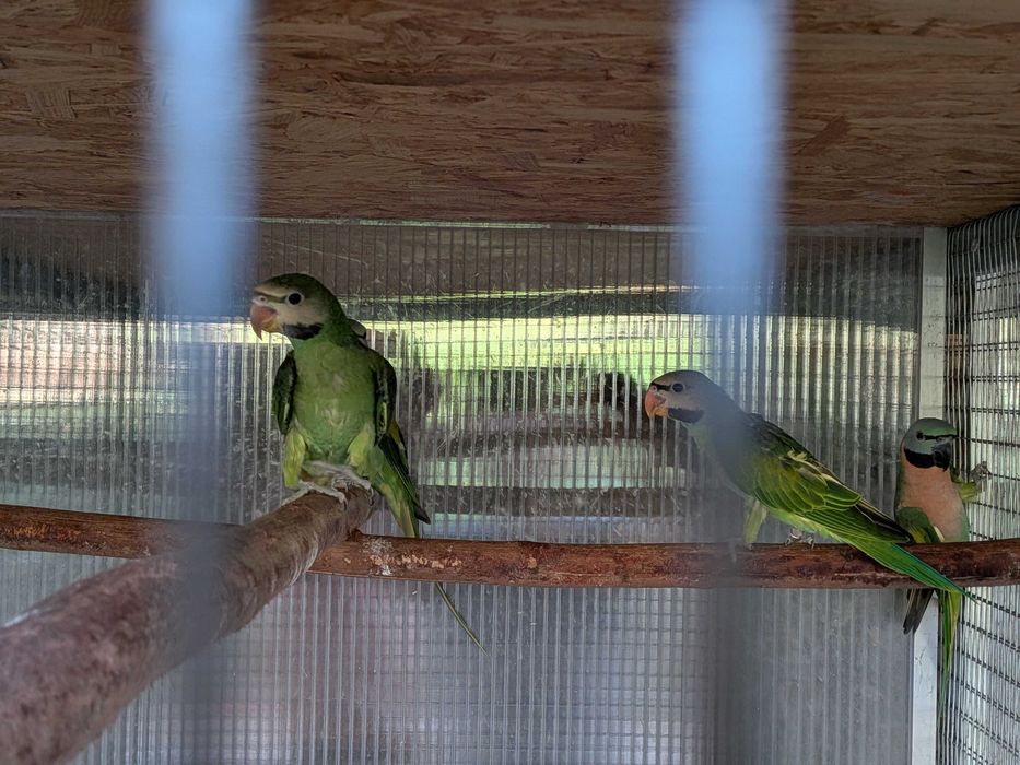 Periquito-Moustache (Psittacula alexandri)