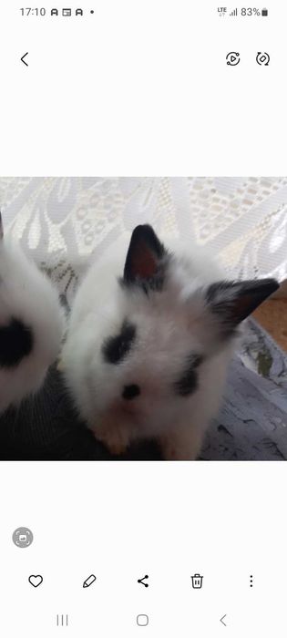 Sliczna króliczka angorka sngielska 3 mies