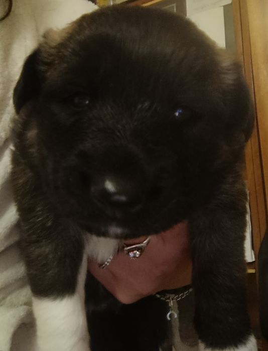 Віддам цуценят в гарні та теплі руки!