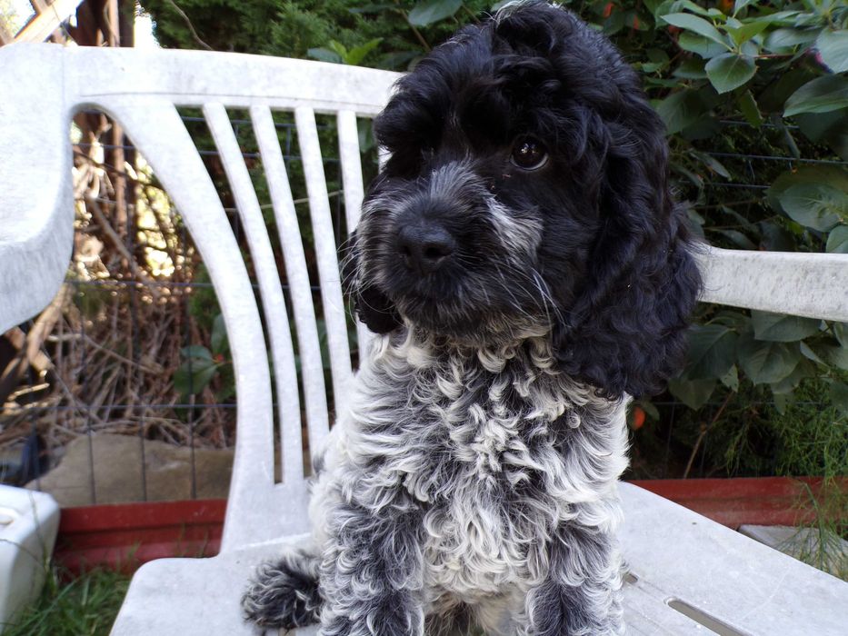 Cockapoo F1 ,nieduży,wyjątkowo piękny, unikalny  piesek Blue Roan, gotowy do odbioru