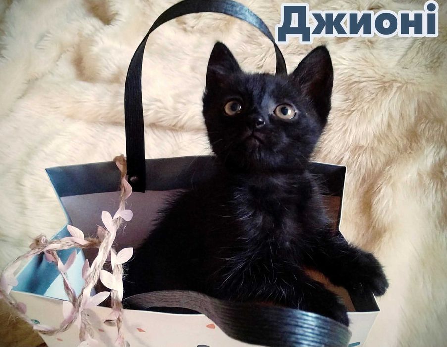 Кошенята шукають маму і тата :)