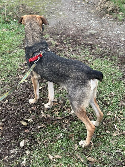 Собака Мия 1 год