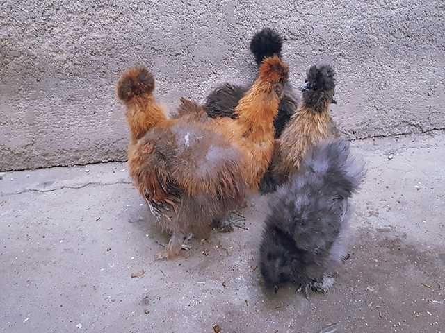 Інкубаційне яйце (курчата). Китайська шовкова: шоколад, палева, спліш.