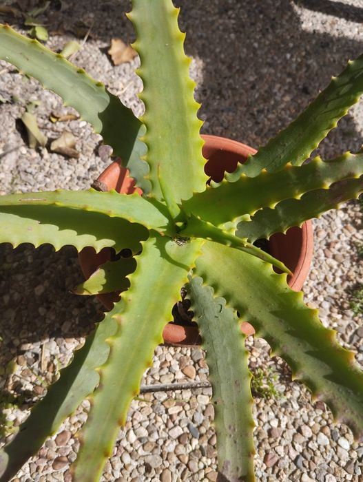 Plantas Suculentas para o Natal