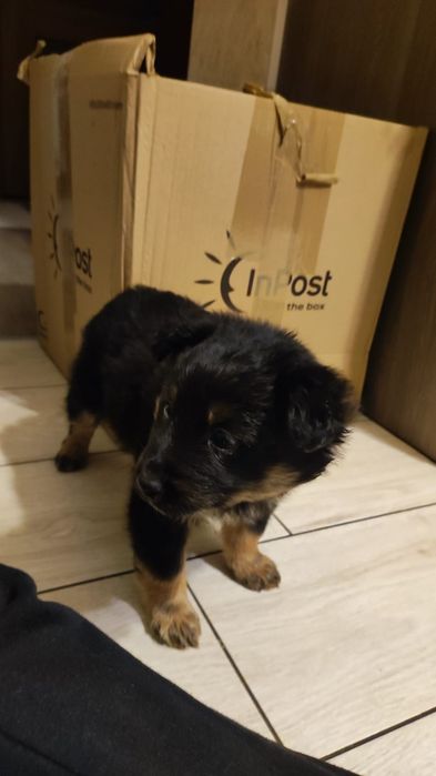 Oddam szczeniaki w dobre ręce.