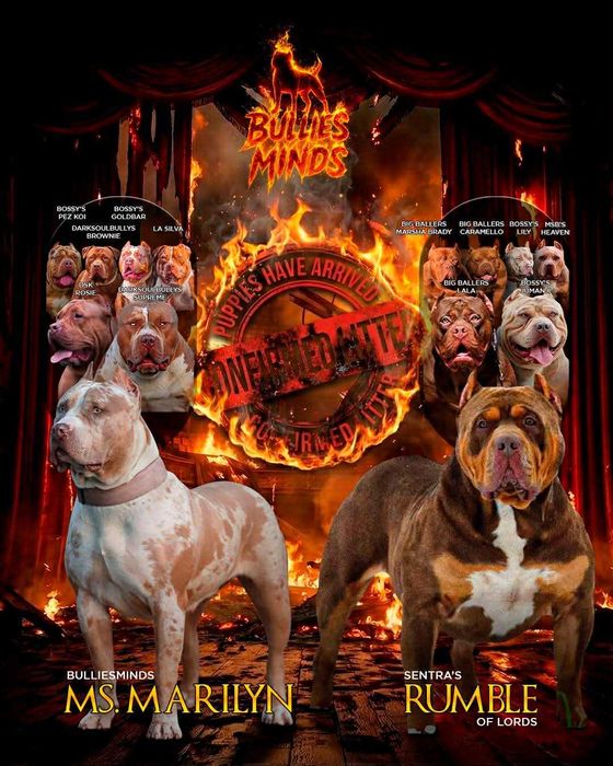 American Bully XL 16 tygodni Bullies Minds