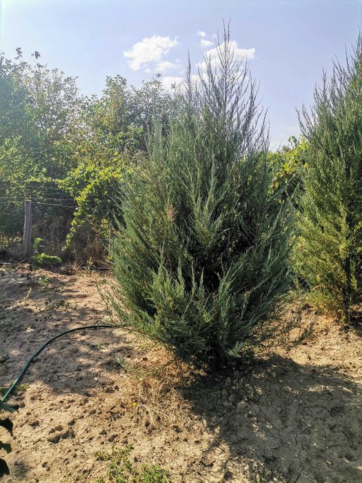 Туї Смарагд, шаровидні туї, барбариси, можевельники, самшит.