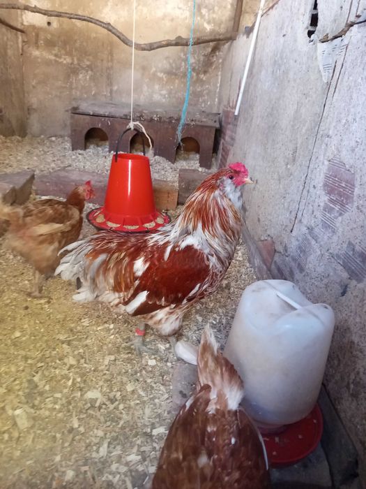 Macho ameraucana