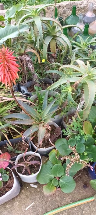 Aloe Vera excelentes