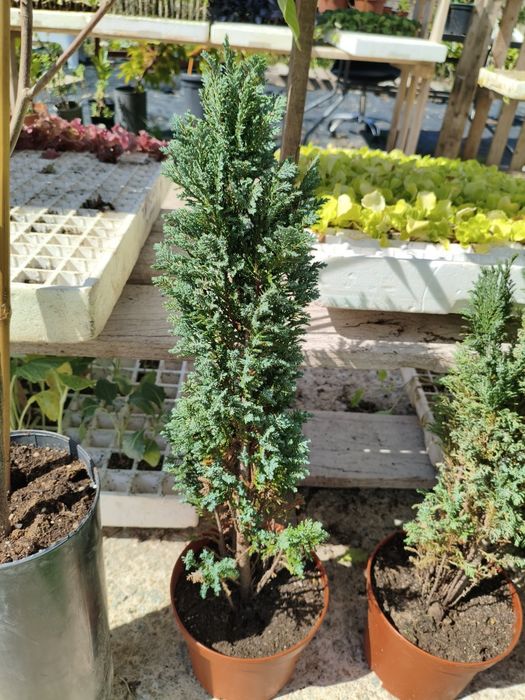 Cipreste de Lawson (chamaecyparis lawsoniana ellwoodii) - planta em vaso