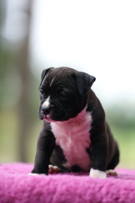 Amstaff American staffordshire terrier FCI suczka
