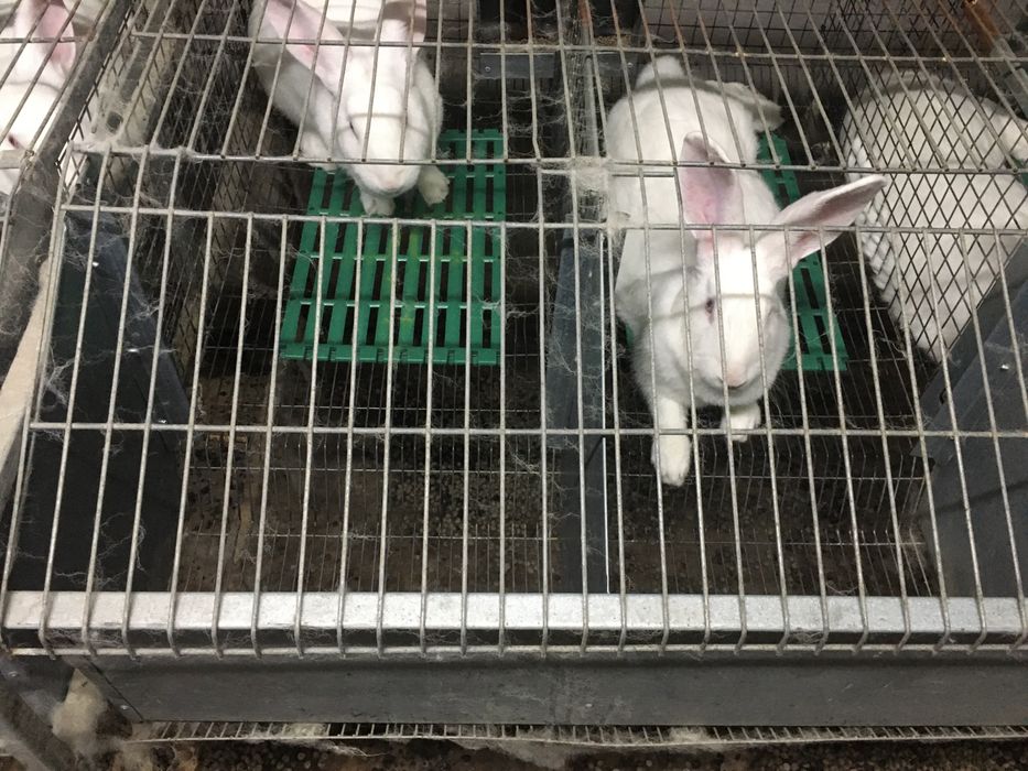 Трапики продам для кроликов