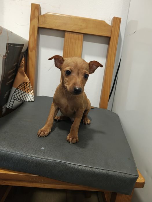 Pinscher   macho puro