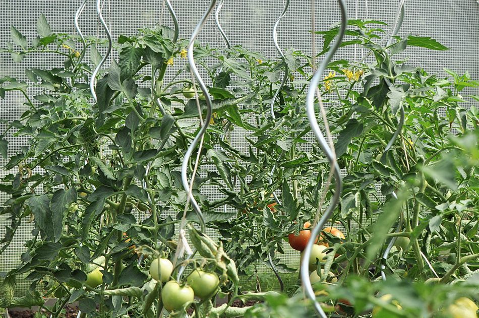 Tyczka Metalowa Do Pomidorów Tyczki Tunel Foliowy