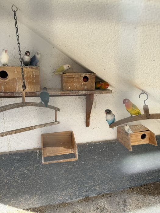 Vende-se 9 Agapórnis