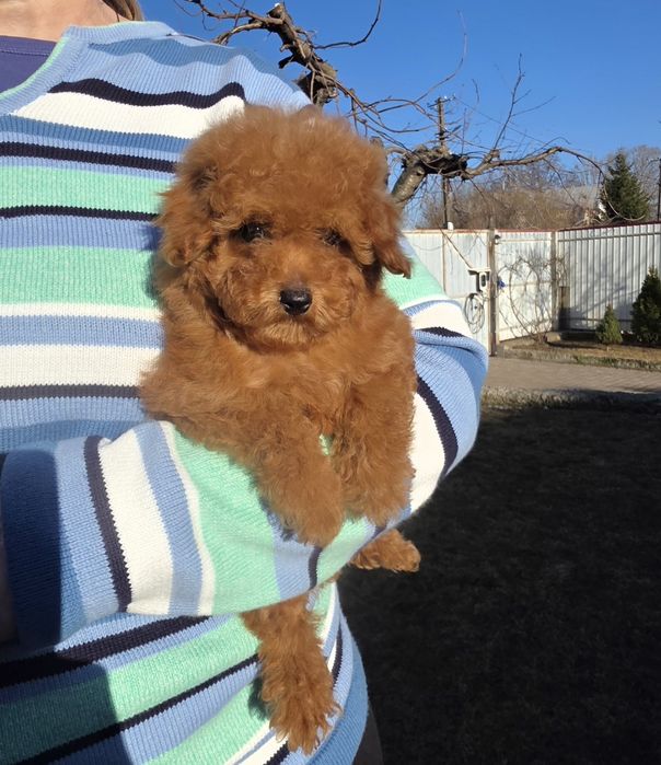 Фантастичні малюки.