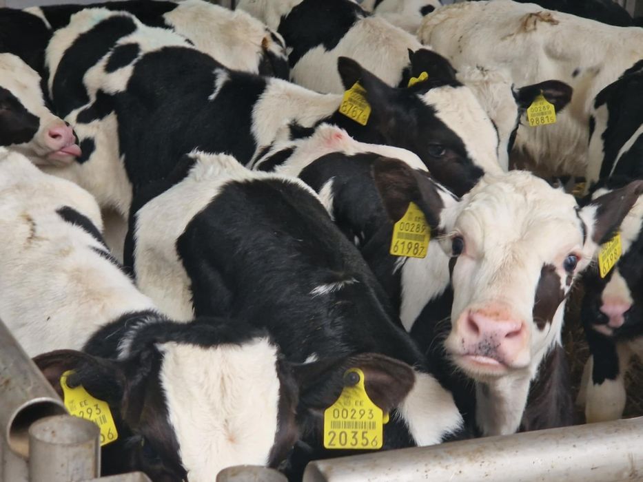 Sprzedam byczki mieszance