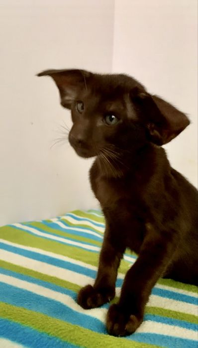 Орієнтальне екстремальне шоколадне кошеня. Ориентал