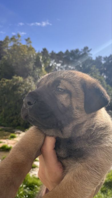 Adoçaão Dois machos Pastor alemão/Belga