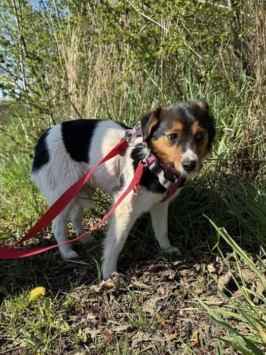 Remik - młodziutki, delikatny psiaczek wypatruje czułych objęć!