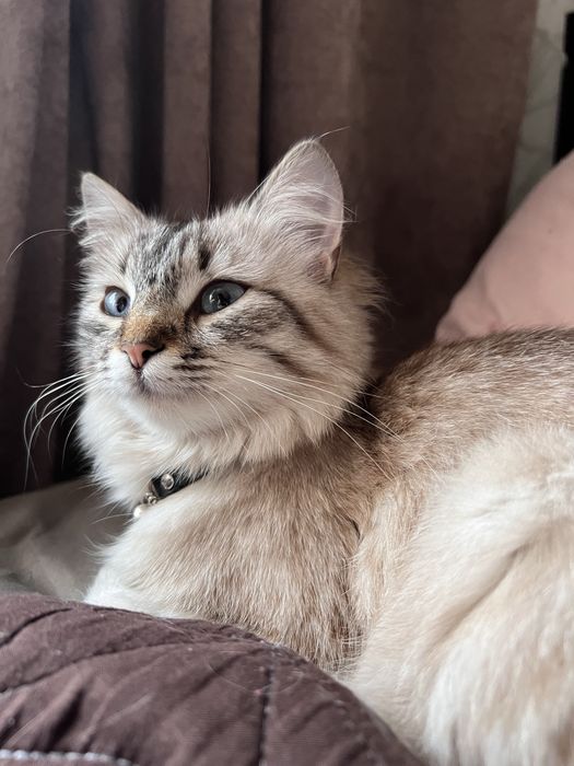 Віддам кошенят в добрі руки