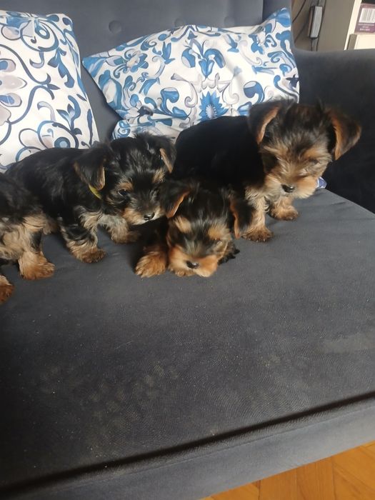 Yorkshire terrier