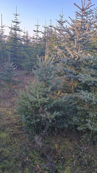 DUŻE Choinki na Święta BN 2025 -Poznań i okolice. DARMOWA DOSTAWA