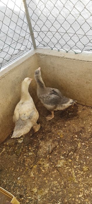 Um casal de patos gansos