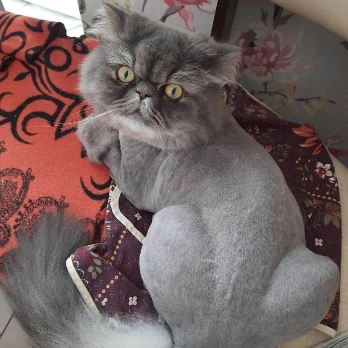 Грумінг котиків, стрижка котів, Ірпінь, тиха машинка