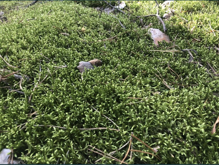 Живий та сухий мох для тваринок та декору.