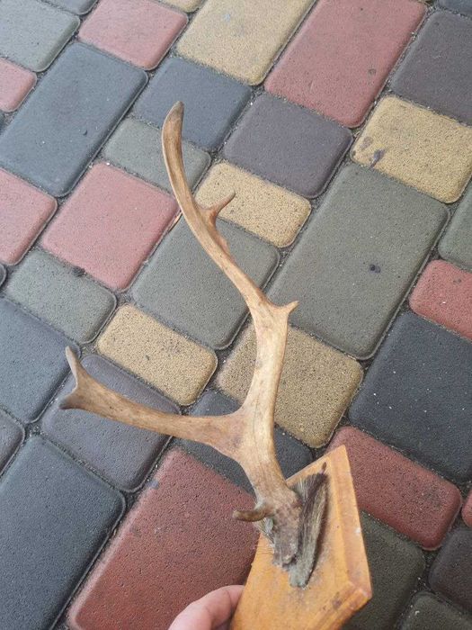 Продам рога оленя, косули