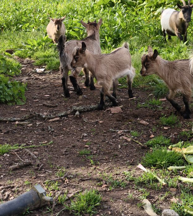Vendo cabritos anões machos e fêmeas