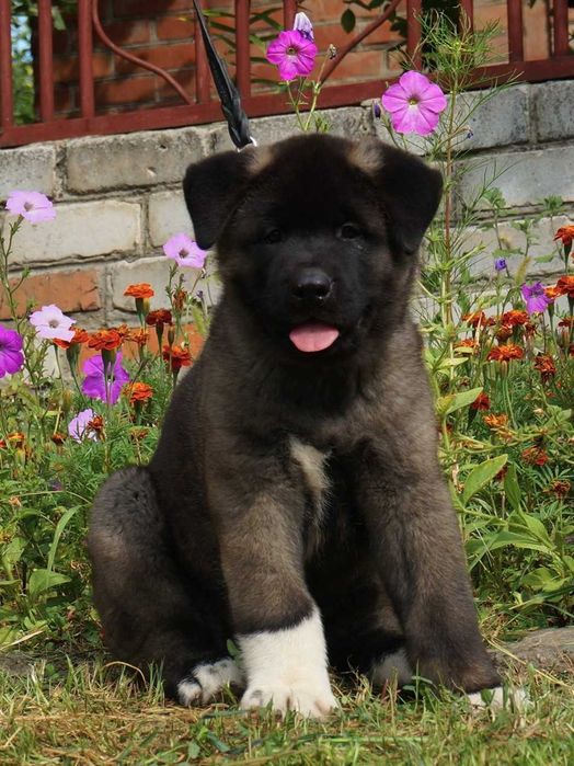 Продам хлопчика Американська АкІта/ Американская Акита