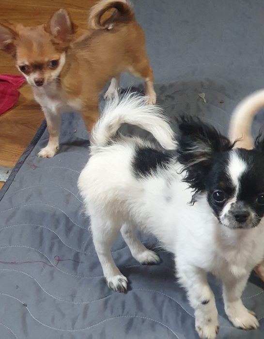 Щенки чихуахуа КСУ