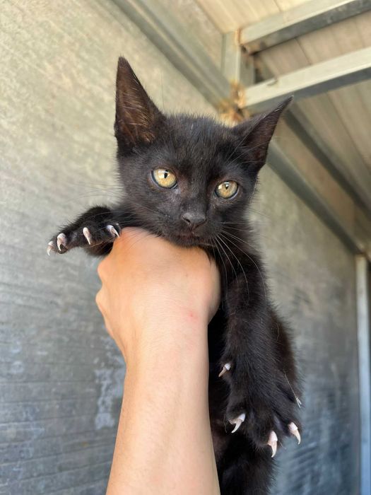Mogli - Para Adopção gatinho