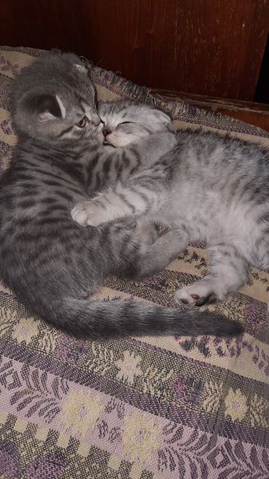 Продам срочно котят  3 мецев