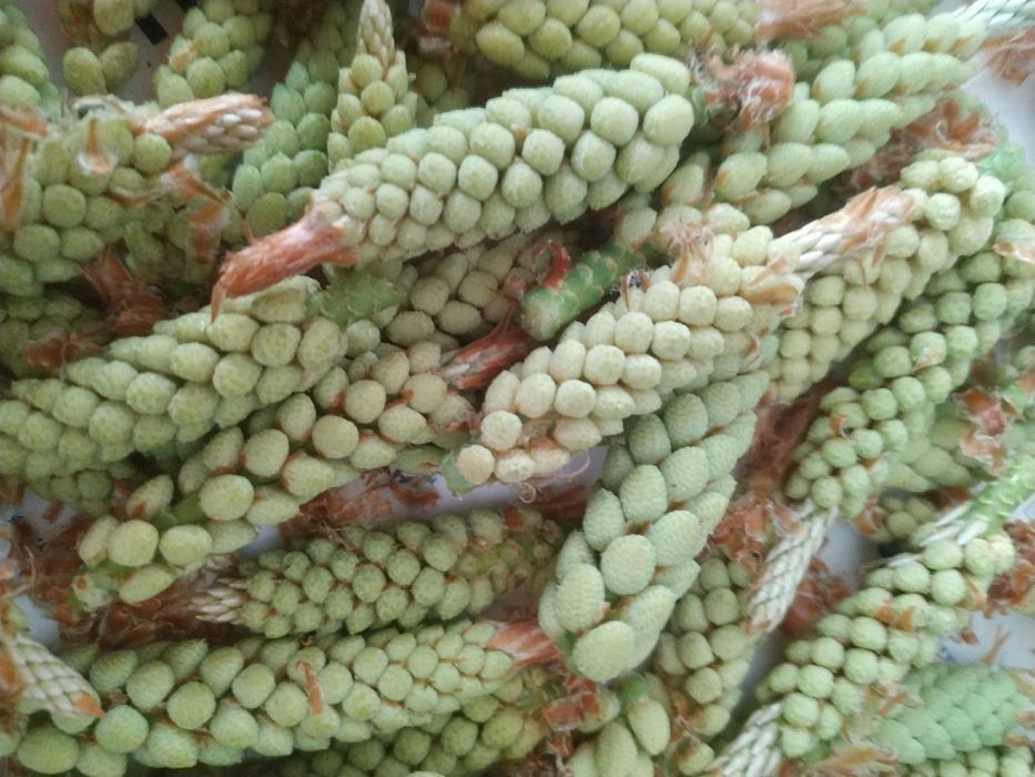 Продам сосновий цвіт