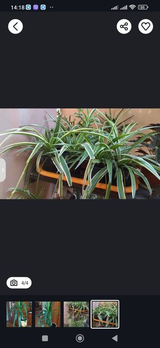 Комнатные растения