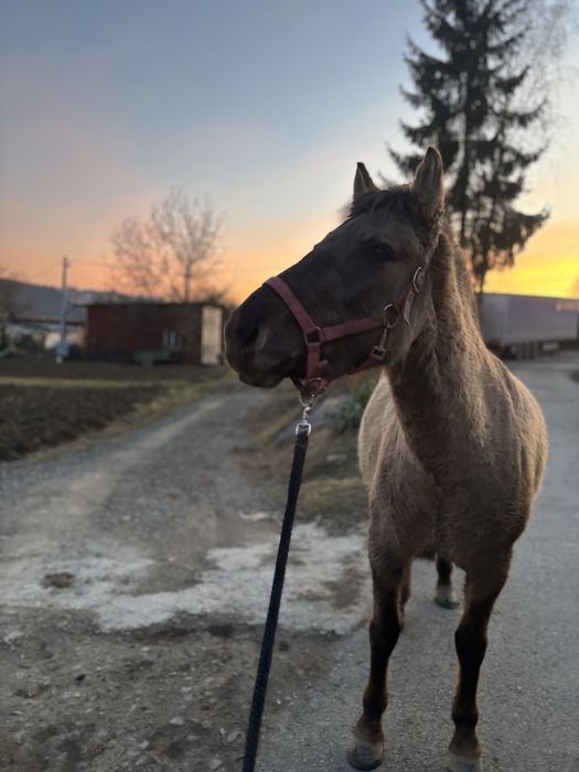 Klacz konika polskiego