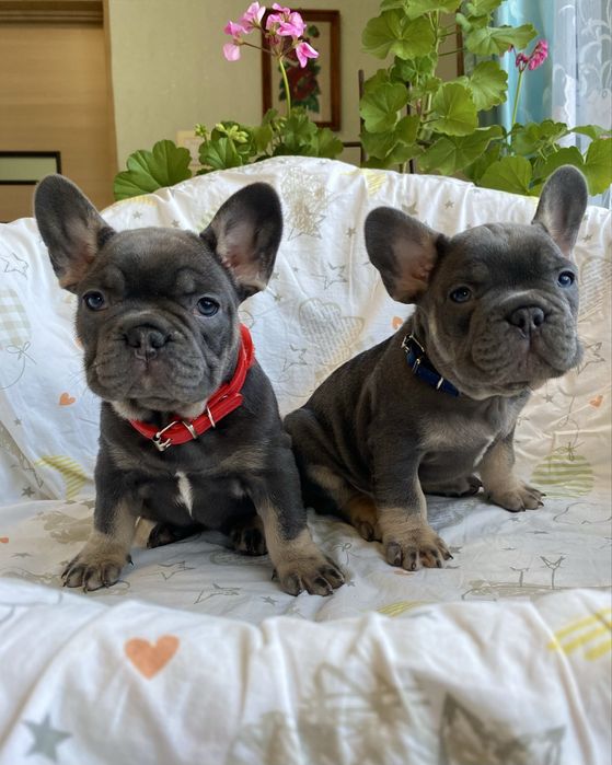 Блакитні , породні хлопчик та дівчинка французького бульдога