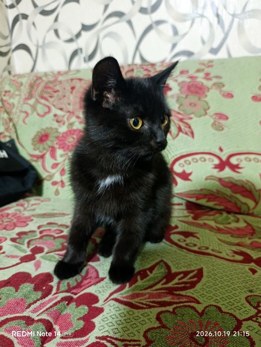 Хлопчики шукають дім! Кіт, коти