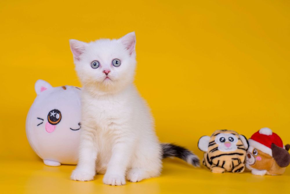 Плюшевий Шотландський хлопчик Франклін