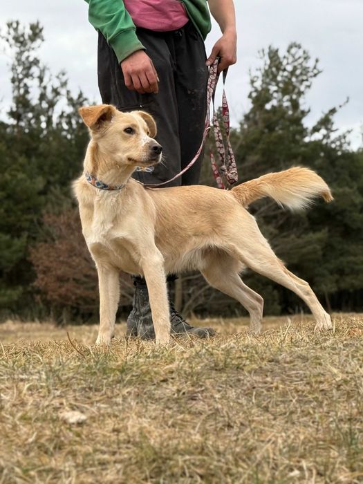 OPOWIASTEK - radosny, energiczny, wszędobyslki psiak do adopcji