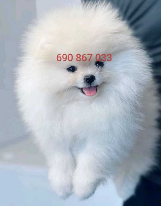 !!! Maleńki miś mini pomeranian!!!